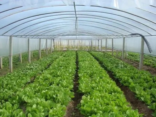 種植大棚建設廠家 批發(fā)大棚管價格